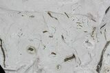 Ediacaran Aged Fossil Worms (Sabellidites) - Estonia #73534-3